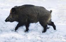 Tânăr ajuns de urgenţă la Spitalul Municipal Dorohoi după ce a fost muşcat de un porc mistreţ