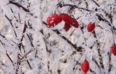 Sfârşit de săptămână cu vreme rece. De marţi, temperaturile încep să crească