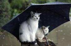 Meteo - Este clar, mai plouă, dar vine și gerul