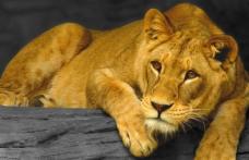 O adolescentă, mușcată de o leoaică de la Grădina Zoologică din Rădăuţi