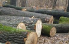 Fostul şef al Ocolului Silvic Dorohoi şi un fost pădurar condamnaţi pentru tăierea unei păduri