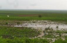Gospodării, drumuri şi culturi distruse de ploile torențiale, în ultimele două zile