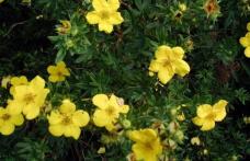 Grădina Verde vă informează: Potentila fruticosa