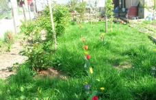 Vezi în ce localitate primești amendă de 2000 de lei dacă nu plantezi iarbă în jurul blocului