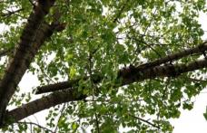 Un angajat al Primăriei Iași a fost găsit mort într-o pădure