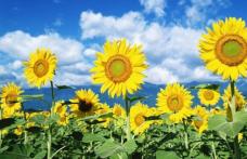 Vreme caniculară în unele regiuni. Prognoza meteo pe trei zile