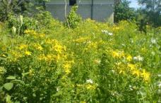 Plante medicinale bune pentru indigestie