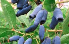 Grădina Verde vă informează: LONICERA KAMTSCHATICA Boabe de miere Siberiană sau Jagoda Kamtschatca