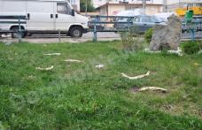 Primim la redacţie: Fosilele unor animale „preistorice”, descoperite în punctul ZERO al Dorohoiului - FOTO