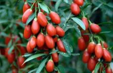 Grădina Verde vă informează: GOJI sau CĂTINA DE GARD (Lycium barbarum)
