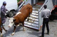Transport ilegal de animale, depistat de poliţiştii botoșăneni 