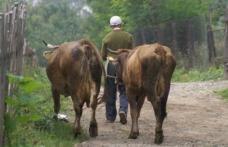 Hoţii fac ravagii: Animale furate de pe câmp în Cristinești și Carasa