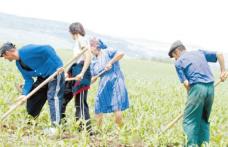 Ajutoare pentru agricultori deblocate sau acordate în premieră de Guvern