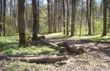 Pădurar ameninţat cu toporul de hoţii de lemne şi lăsat fără maşină