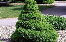 Grădina Verde vă informează: Molidul conic pitic - PICEA GLAUCA CONICA