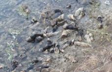 Două abatoare din Darabani controlate astăzi, după ce s-au găsit copite de cal malul râului Siret