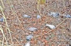 ALERTĂ! Zeci de mii de oameni sunt în pericol de îmbolnăvire! Plouă cu păsări moarte în Delta Dunării!