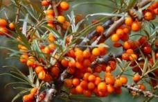 Grădina Verde vă informează: Despre cultivarea cătinei albe (Hippophae rhamnoides)