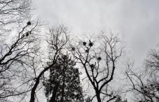 Primim la redacţie: „Păsărică mută-ţi cuibul” - FOTO