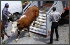 Două autoutilitare care transportau ilegal bovine depistate de polițiștii botoșăneni
