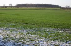 Fermierii care au suferit pierderi în urma calamităților, scutiți de impozitul pe venitul agricol