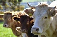 Medicamente pentru animale, doar cu reţetă de la medicul veterinar