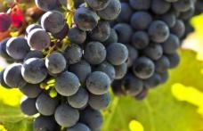 Cele mai bune alimente care te ajută la detoxifiere
