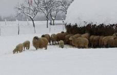 Vom putea cumpăra carne de miel cu 15 de lei kilogramul