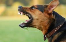 Ai un câine periculos? Eşti obligat să închei o poliţă de asigurare