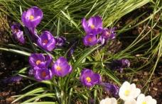 Temperaturi de peste 11 de grade la sfârşitul săptămânii 