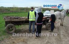 Căruța cu fund dublu - metodă inedită de contrabandă - Vezi VIDEO/FOTO!