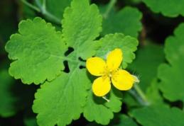 Remedii naturiste cu rostopască, planta numită şi „darul cerului”