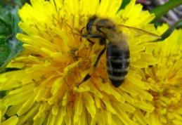 Utilizarea abuziva a pesticidelor : Genocidul albinelor romanesti  