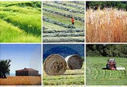 Fermierii pot depune proiecte pentru a obţine fonduri de la UE. Fermele tradiţionale, cheia succesului către finanţarea europeană