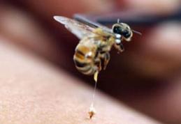 Ce trebuie să faci dacă te înțeapă o albină sau o viespe