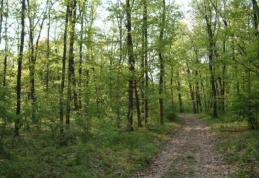 Tinere rătăcite în pădurea Ipoteşti, găsite de pompierii botoşăneni