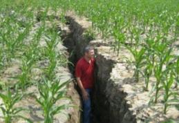 Culturile de cereale şi floarea soarelui pe jumătate compromise din cauza vremii nefavorabile