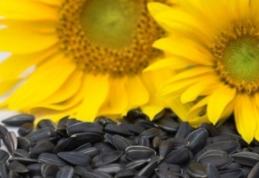Bombă! Românii își ronțăie sănătatea! Semințele prăjite sunt toxice și pot produce infarct