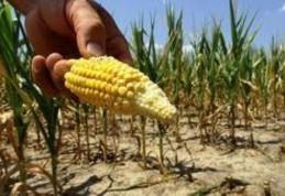 Fermierii afectaţi de secetă ar putea fi despăgubiţi cel mai probabil printr-o schemă de ajutor de stat