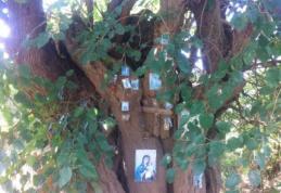 Motivul pentru care un copac din România a ajuns obiectiv turistic pe Google Maps