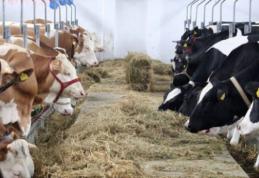 Crescătorii de animale, în pragul falimentului din cauza secetei. „Vom trece la proteste”