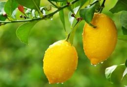 Câteva dovezi că lămâile sunt foarte bune medicamente