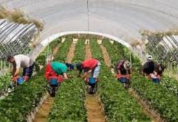 Nu ai un loc de muncă? AJOFM Botoșani oferă aproximativ 400 locuri de muncă în Portugalia la cules zmeură!