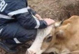 Bovină căzută în beci, salvată de pompieri botoşăneni