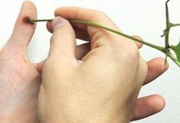 Cum scapi de negii de pe piele in mod natural