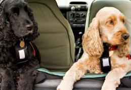 Amenzi mari pentru cei care transportă animalele de companie fără cuşcă specială