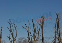 Primim la redacţie - „Opriţi măcelărirea copacilor din Dorohoi !” - FOTO