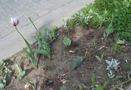 Primim la redacție - Lalele de pe Bulevardul Victoriei din Dorohoi - FOTO