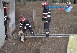 Eroi şi pentru necuvântătoare: Câine salvat dintr-un canal de pompierii dorohoieni - FOTO