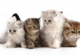 Renunță la greșeala pe care mulți stăpâni de pisici o fac. Unde să-i pui bolul cu apă